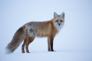 First wildlife encounter, a red fox. After this pose, it ran up to a ridge where there was a companion.