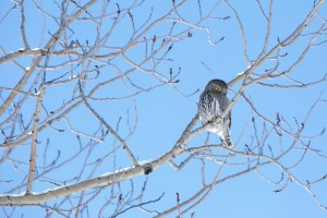 Northern Pygmy Owl