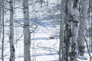 We spot a fox