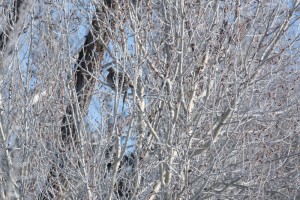 Can you find the Ruffed Grouse?