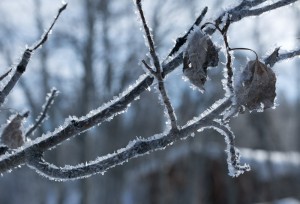 Hoar frost on the trees.