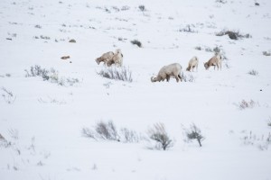 Bighorn Sheep at Miller's Butte.