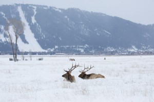 Sleigh ride through the Elk Refuge.
