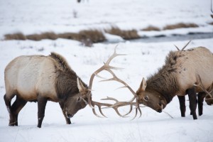Sparring elk.