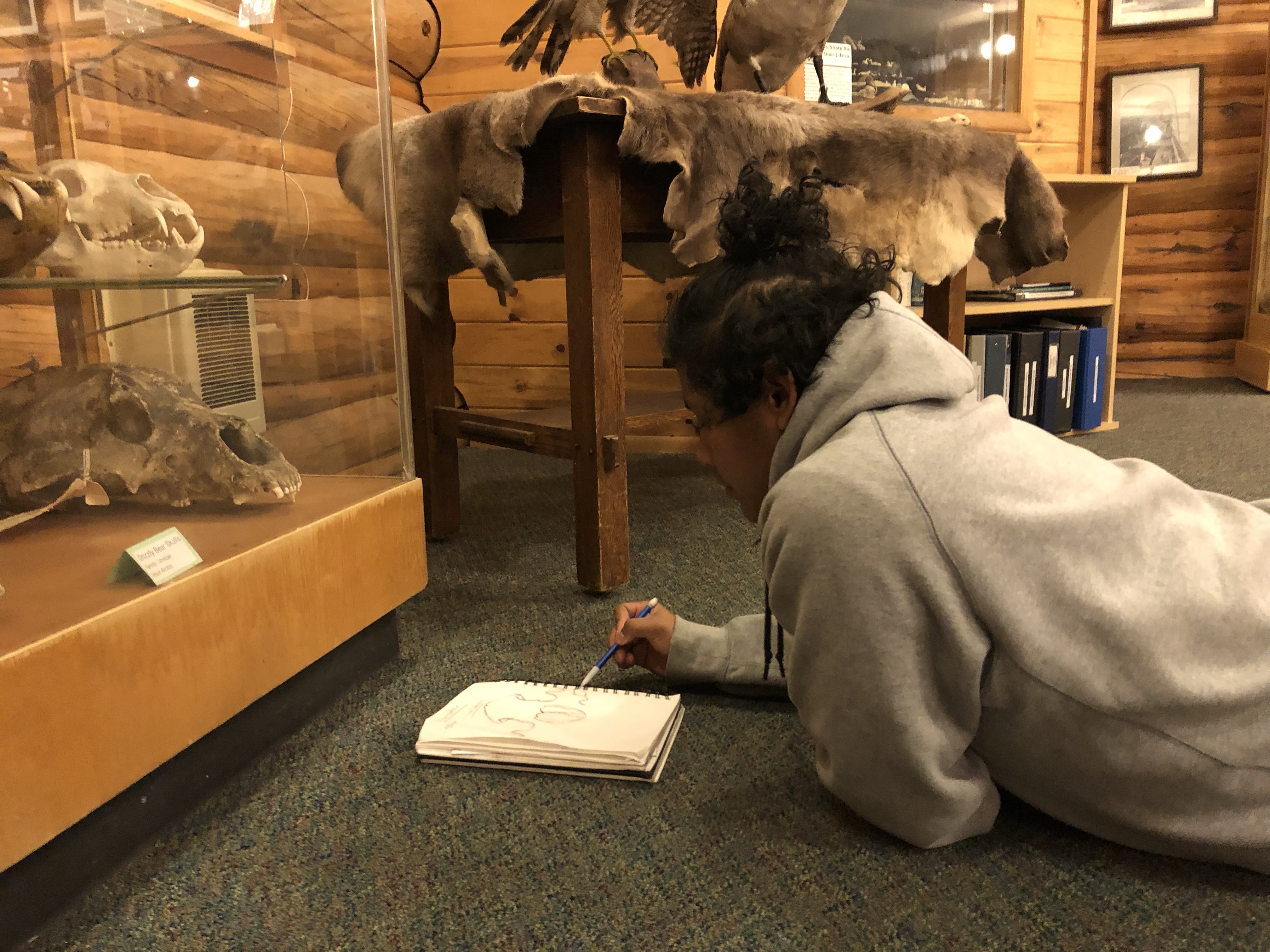 Ivander sketching a bear Skull at the Murie Museum
