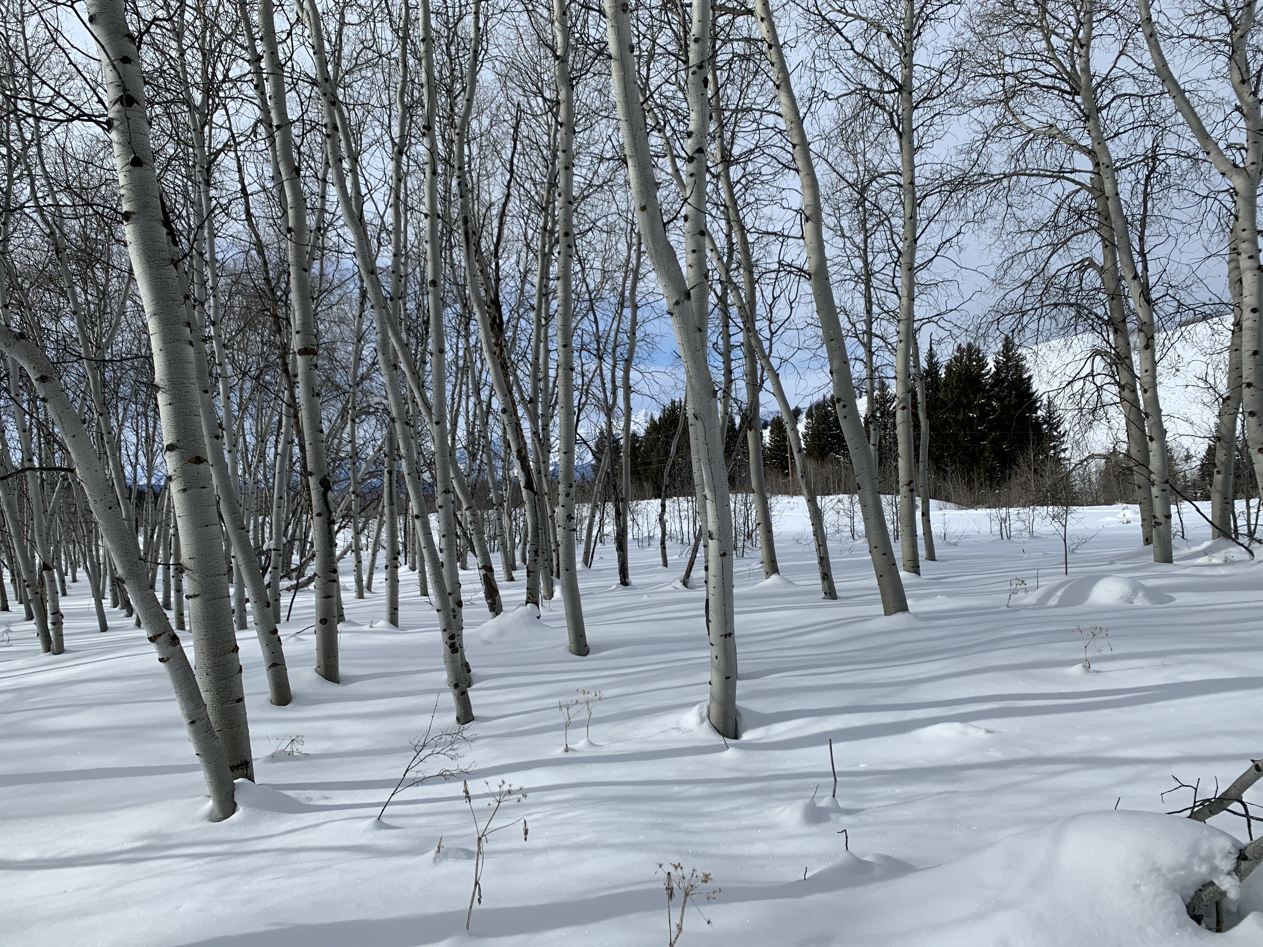 Aspen Grove
