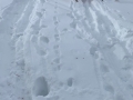 Tracks