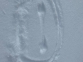 Tracks in the snow