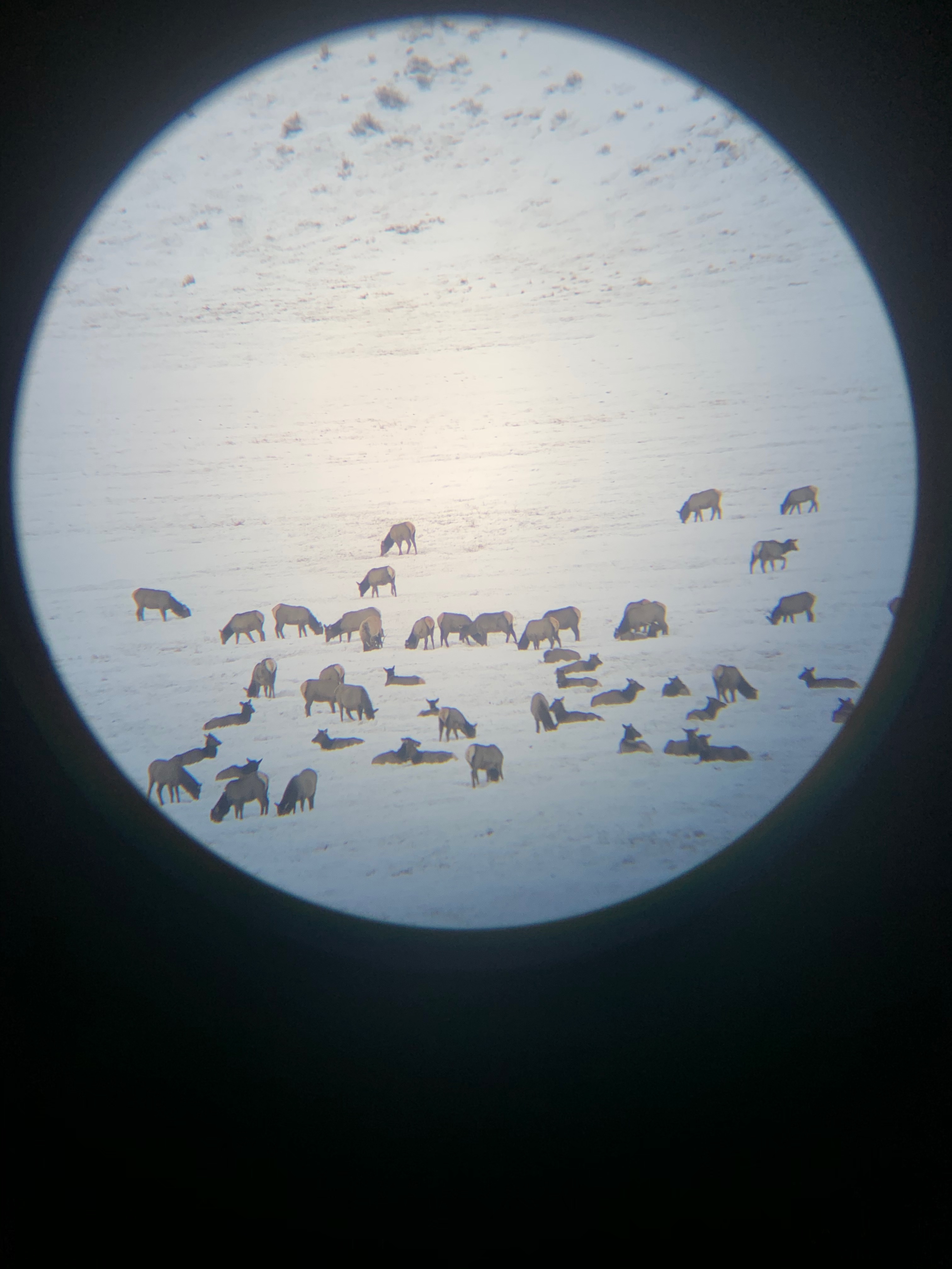 Elk refuge through a Scope