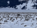 Moose