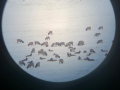 Elk refuge through a Scope