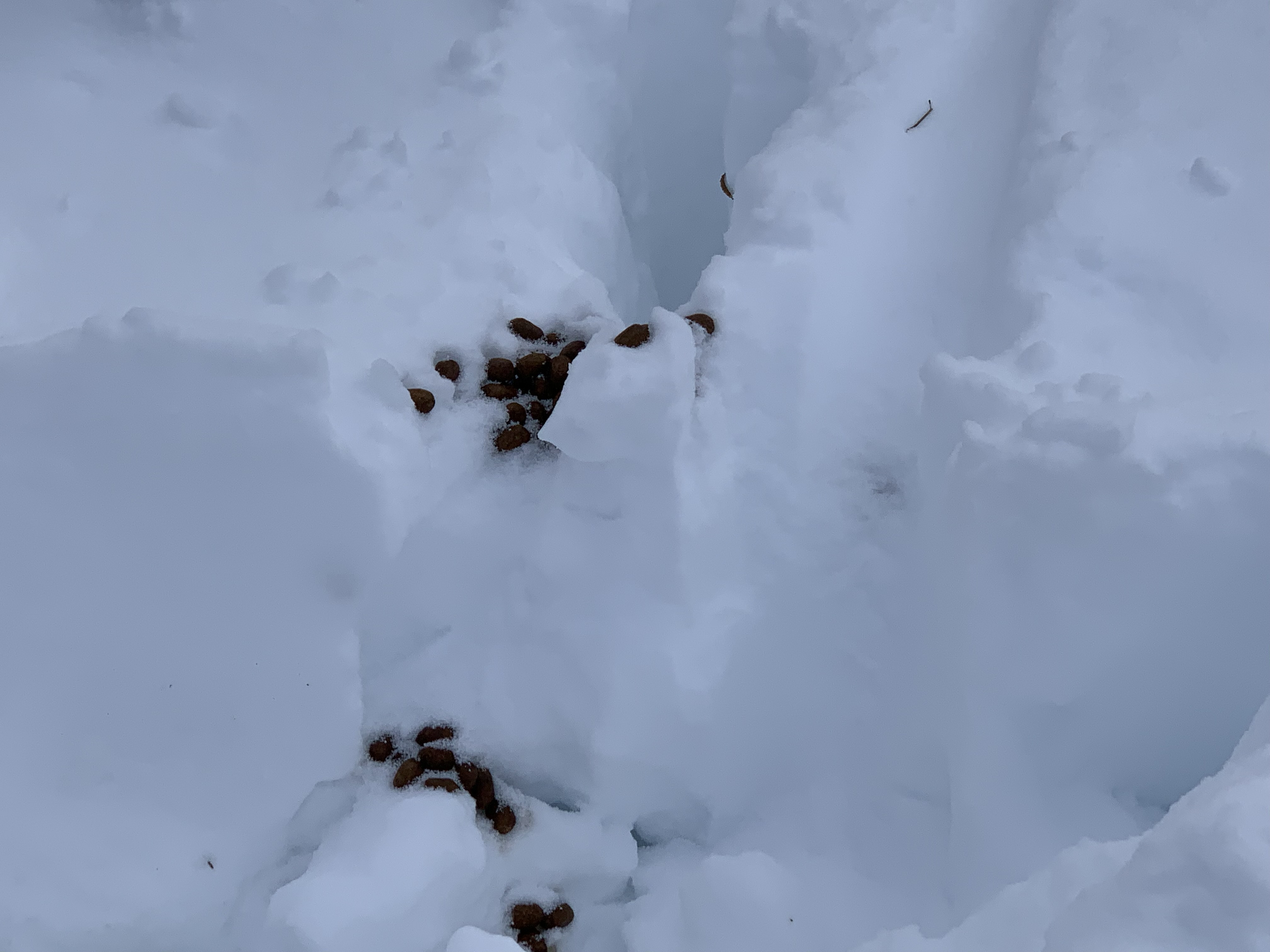Moose droppings