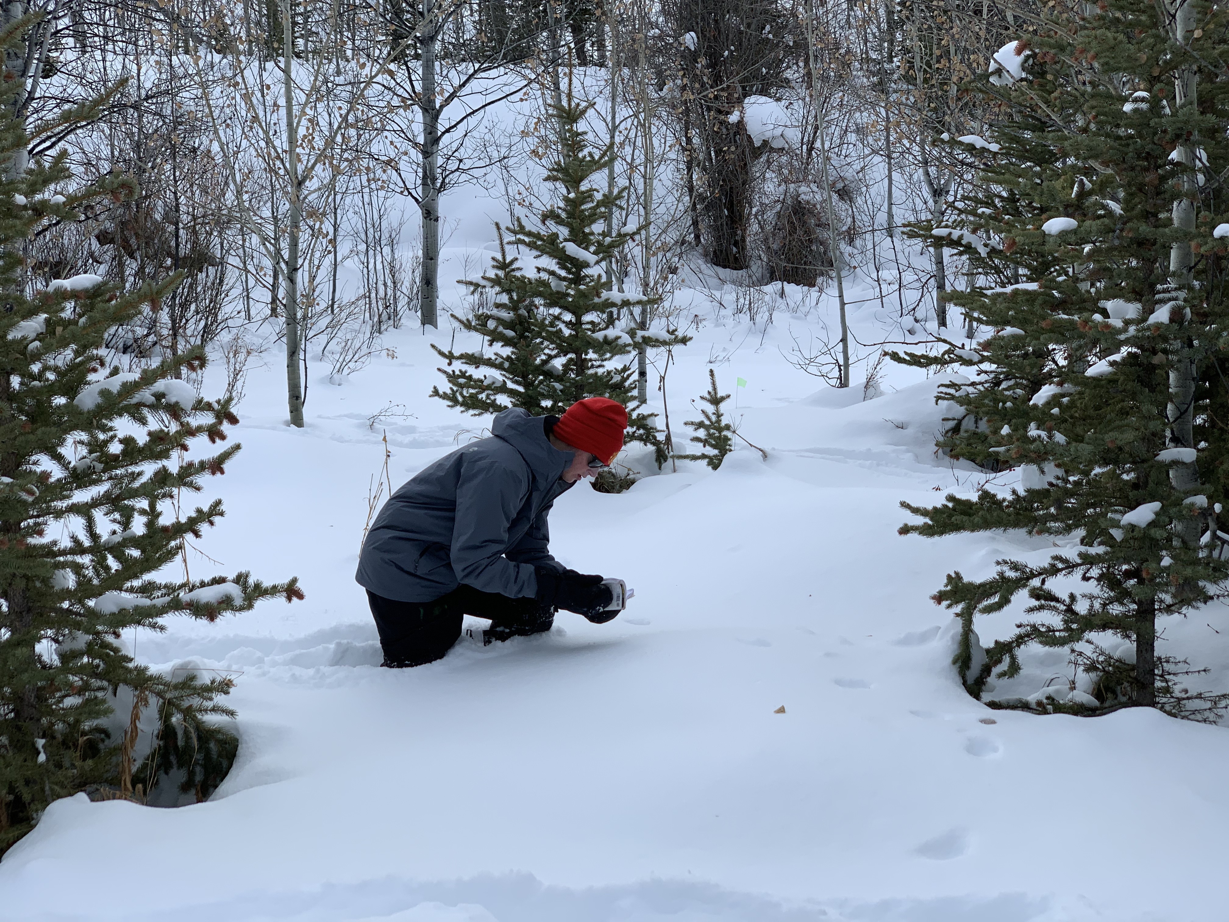 Tracking in the snow