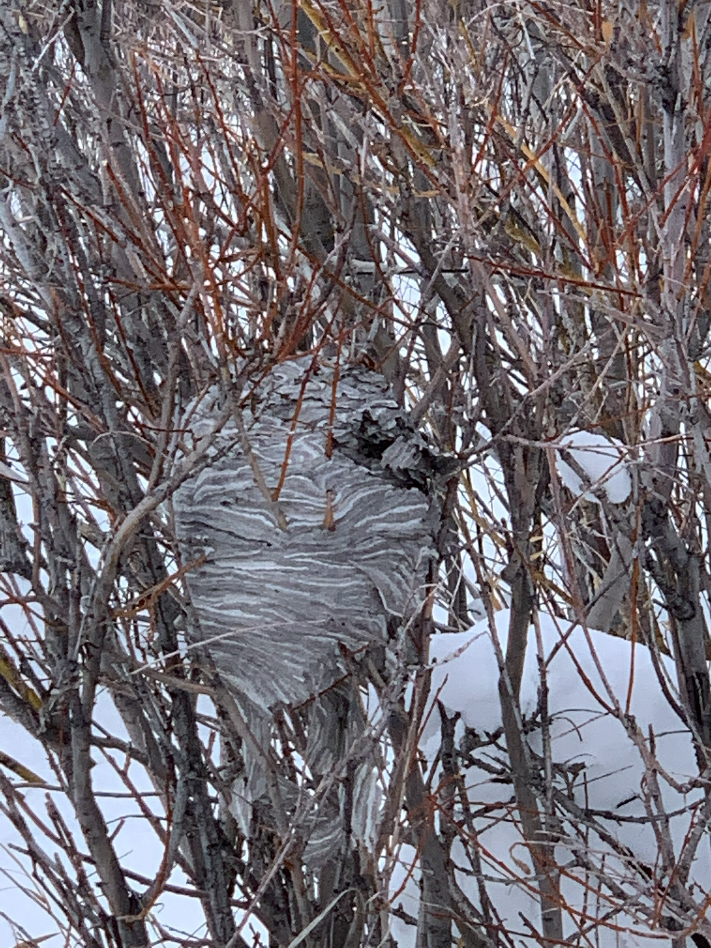 Wasp nest