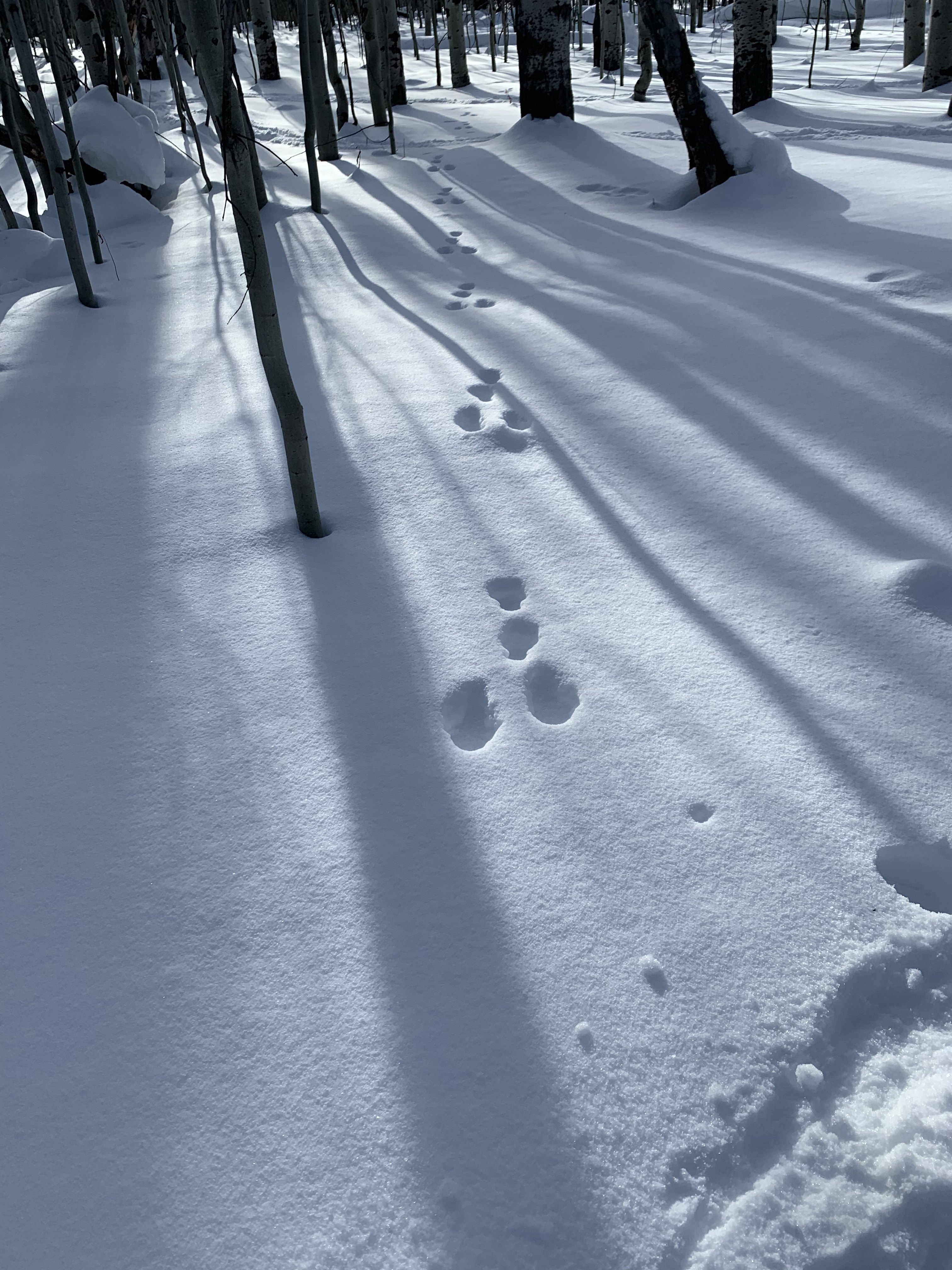 Tracks in the snow