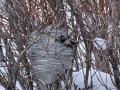 Wasp nest