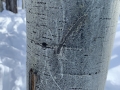 Aspen