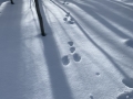 Tracks in the snow