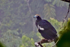 54E063C0-335E-4628-B5BC-8AB979118286_1_201_a