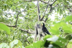 79D2400A-385C-41C4-9925-62DBCA7F6F4B_1_201_a