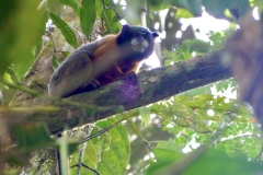 96C0694B-FDC1-4A84-8E1E-170AF016E098_1_201_a