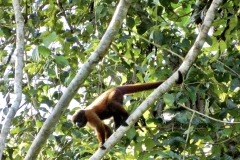 9F9A532E-E7B9-46BD-A84C-A3908C5812C8_1_201_a