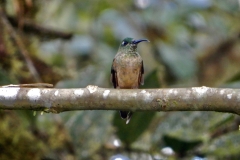 EE2196B9-8F3A-43E9-8ED0-C70363F162AB_1_201_a