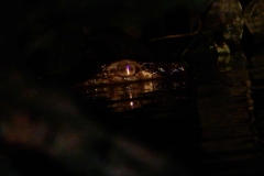 EFCF8E46-AAEB-4B69-A698-82EC082110CC_1_201_a